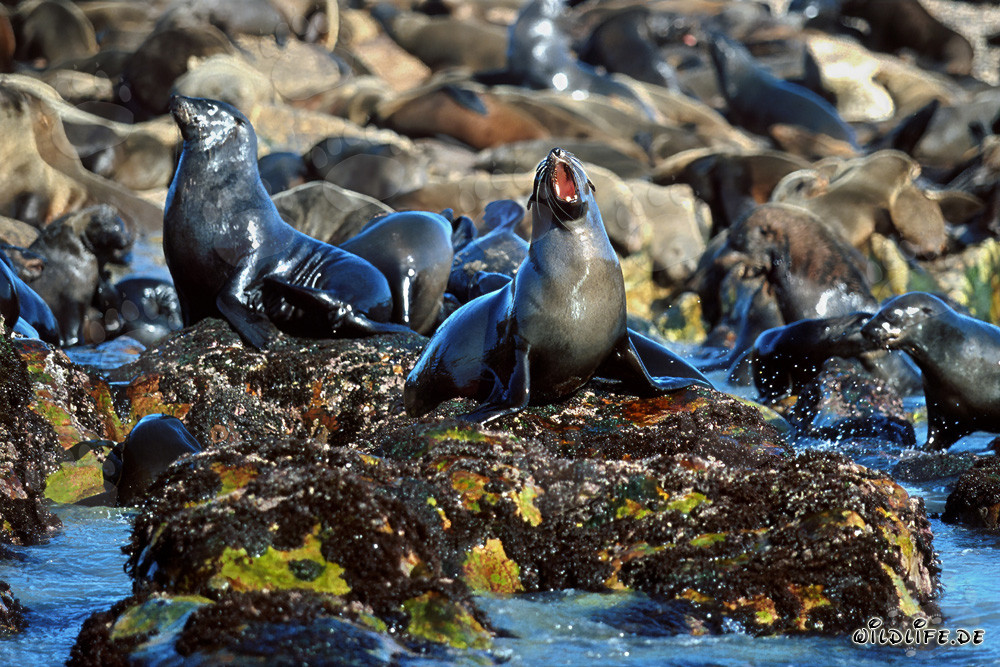 South African Fur Seals on Geyser Rock