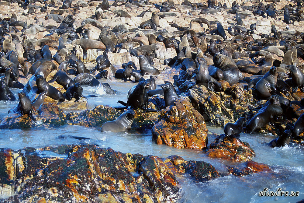 South African Fur Seals on Geyser Rock