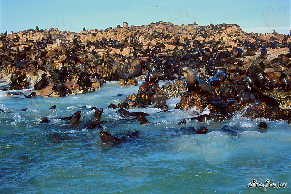 South African Fur Seals on Geyser Rock