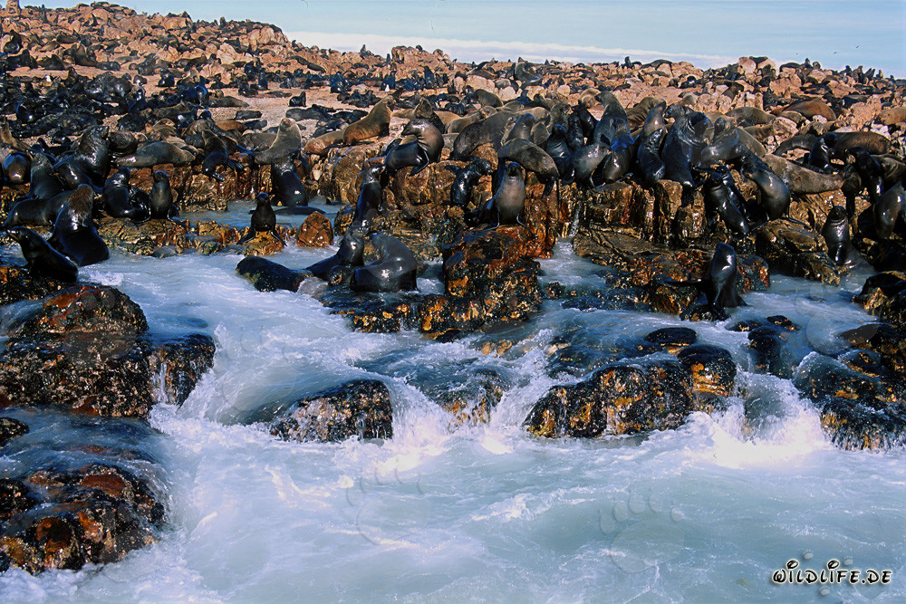 Colonia di foche sulla Geyser Rock in Sudafrica