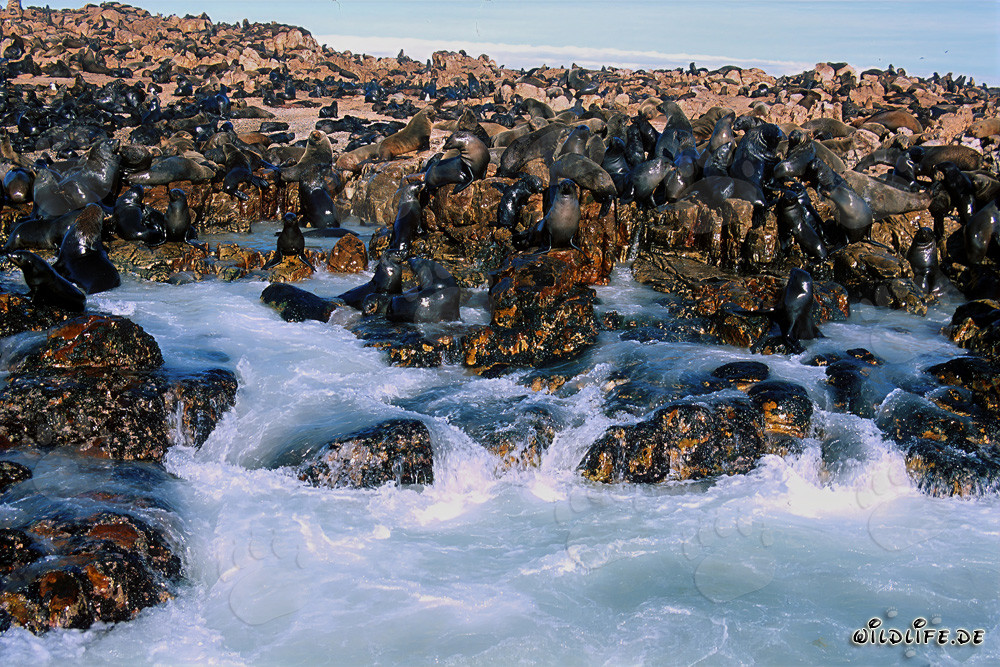 Colonie de phoques à fourrure sur Geyser Rock en Afrique du Sud