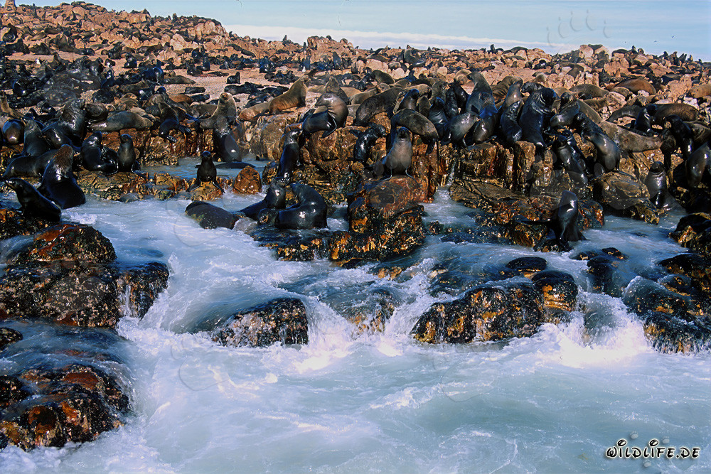 Fur Seal Colony on Geyser Rock in South Africa