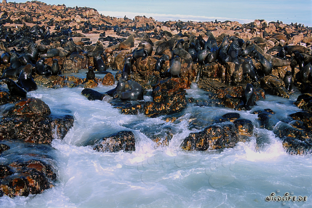 Pelzrobbenkolonie auf Geyser Rock in Südafrika