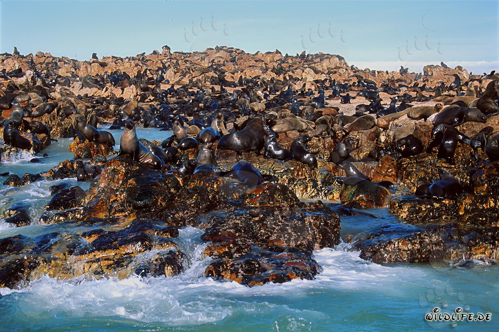 Colonía de lobos marinos de Geyser Rock en Sudáfrica