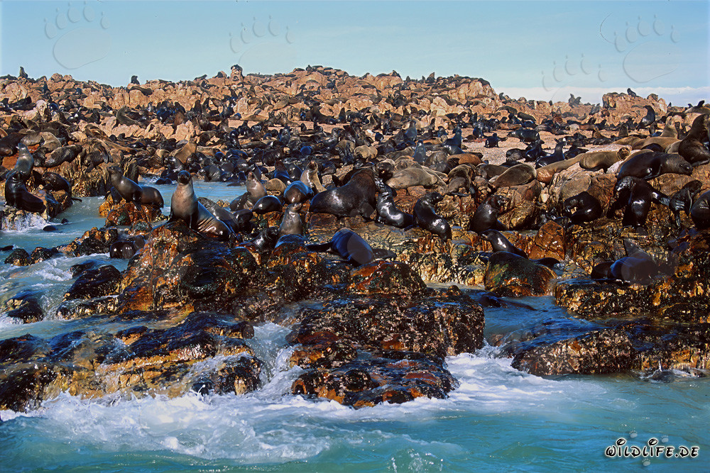 Fur Seal Colony on Geyser Rock in South Africa