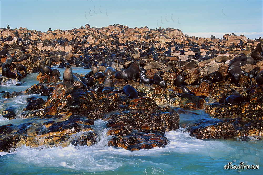 Pelzrobbenkolonie auf Geyser Rock in Südafrika