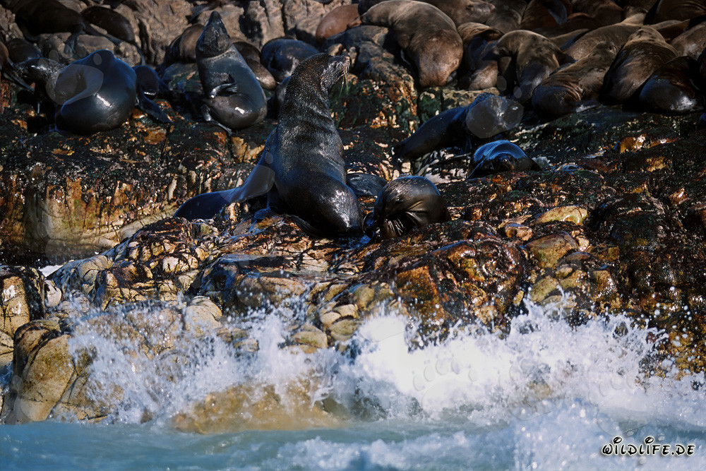 Otaries à fourrure d'Afrique du Sud sur Geyser Rock