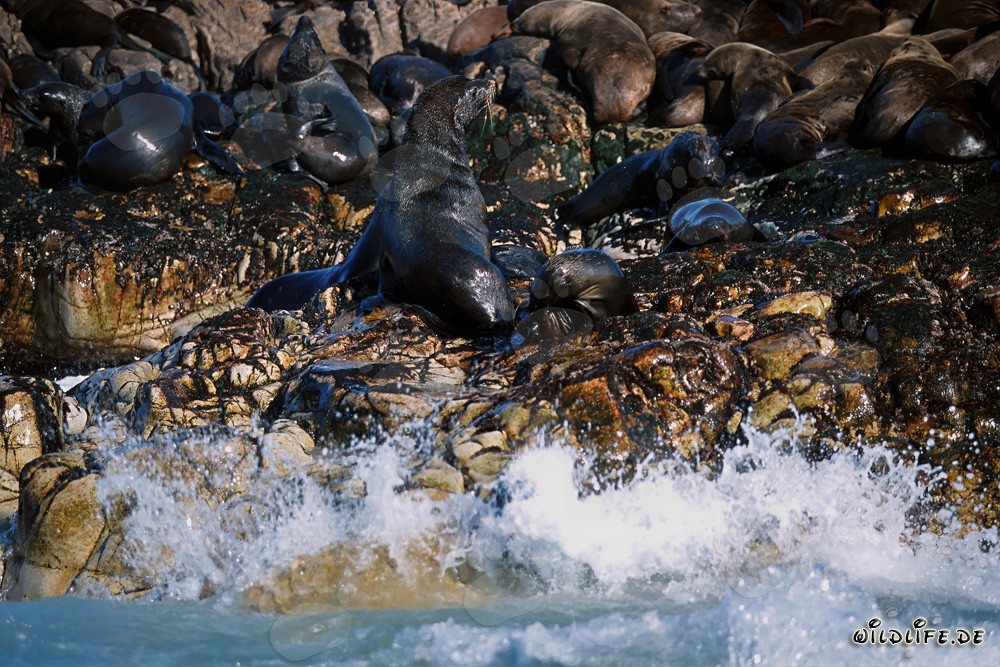 South African Fur Seals on Geyser Rock
