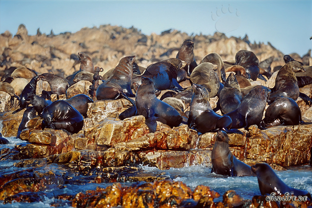 Focas de piel sudafricanas en Geyser Rock