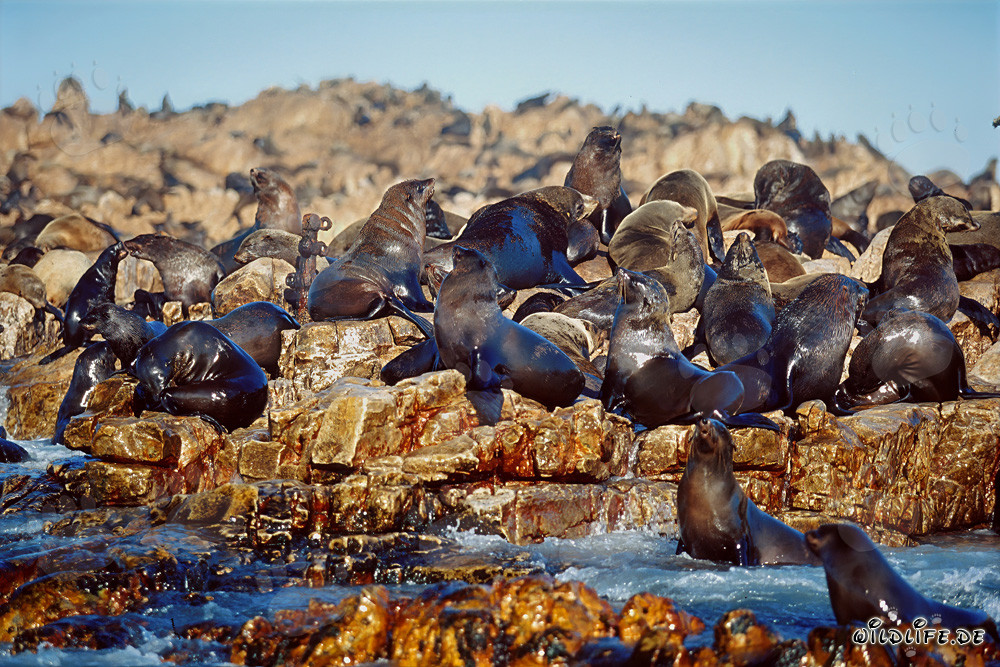 Otaries à fourrure d'Afrique du Sud sur Geyser Rock