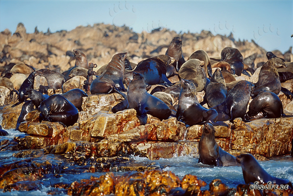South African Fur Seals on Geyser Rock