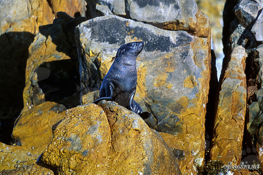 South African Fur Seal on Geyser Rock