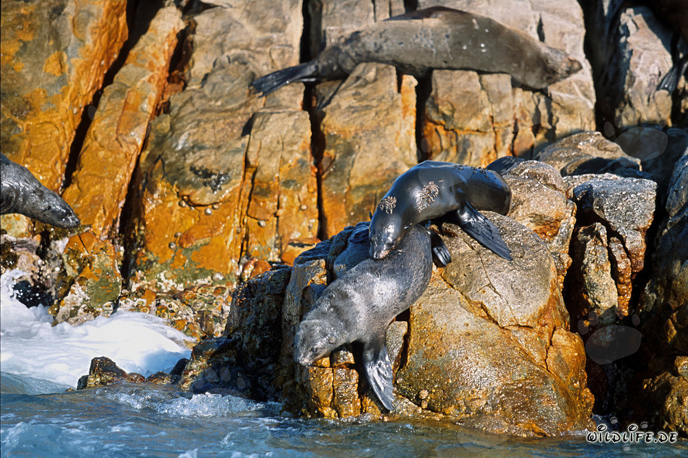 Otaries à fourrure d'Afrique du Sud sur Geyser Rock
