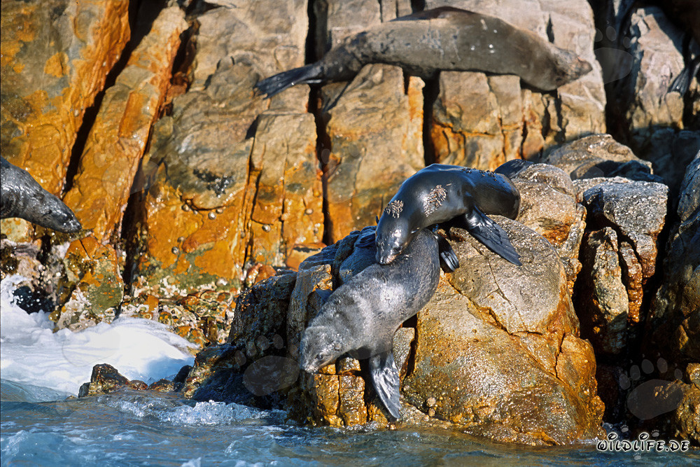 South African Fur Seals on Geyser Rock