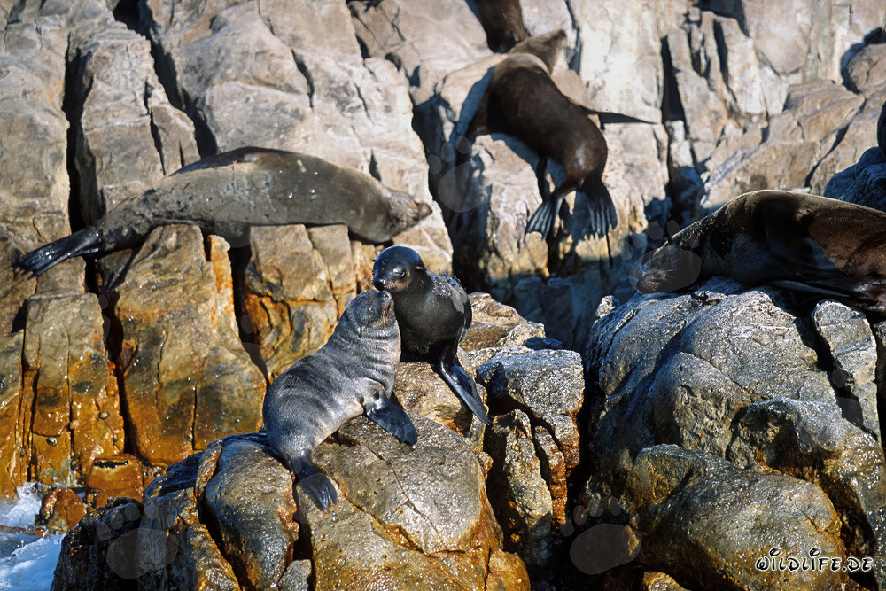 Focas de piel sudafricanas en Geyser Rock