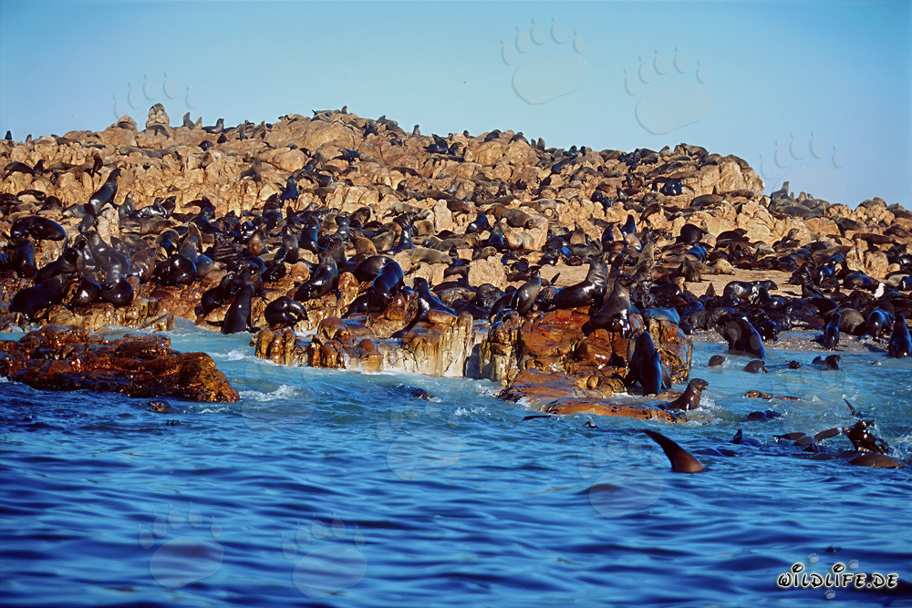 Focas de piel sudafricanas en Geyser Rock