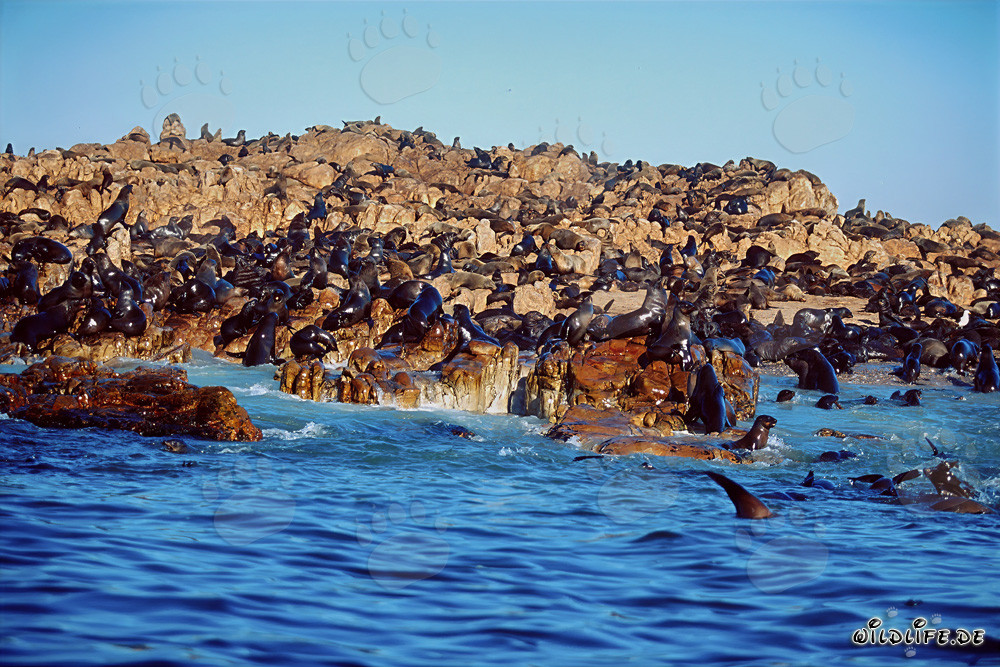 Otaries à fourrure d'Afrique du Sud sur Geyser Rock
