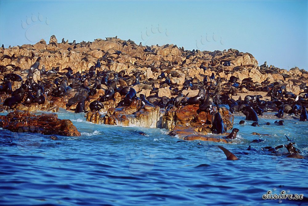 South African Fur Seals on Geyser Rock