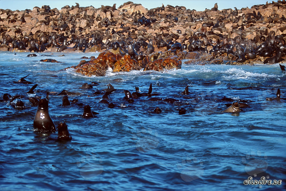 Colonia de lobos marinos en Geyser Rock en Sudáfrica