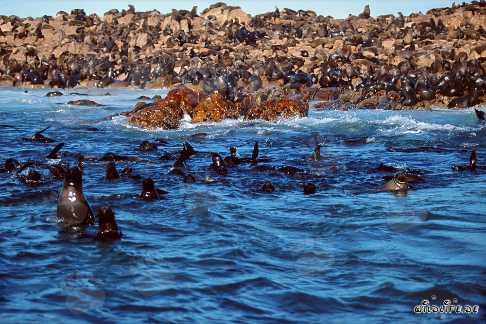 Fur Seal Colony on Geyser Rock in South Africa