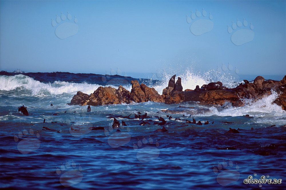 South African fur seals in the roaring surf