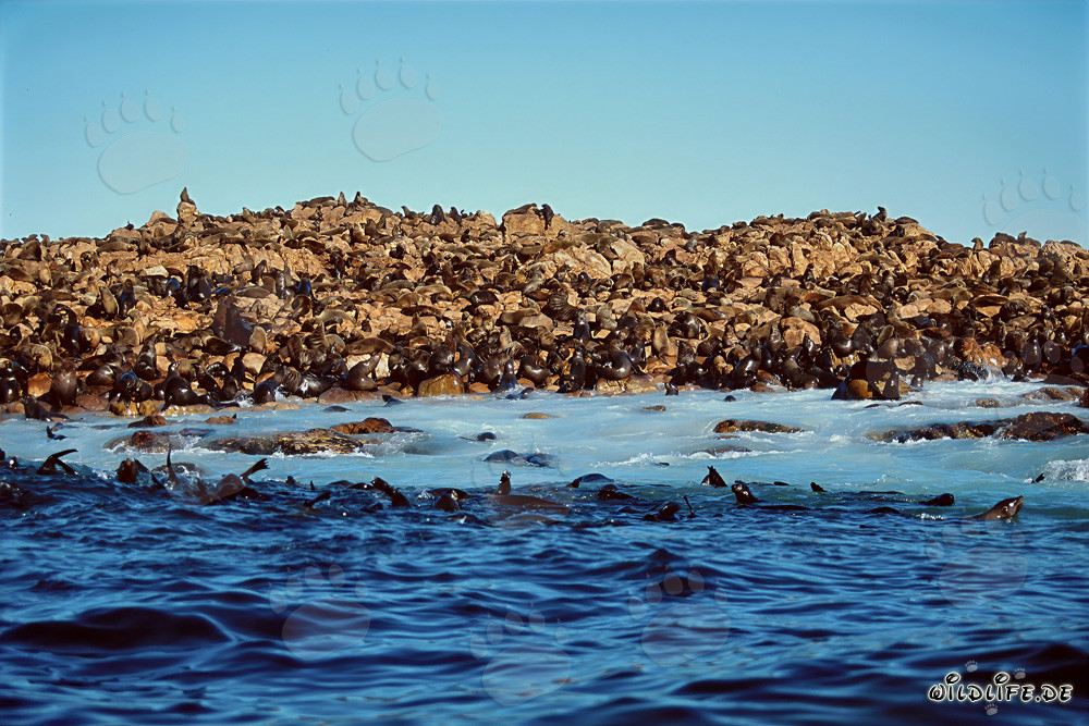 Focas de piel sudafricanas en Geyser Rock