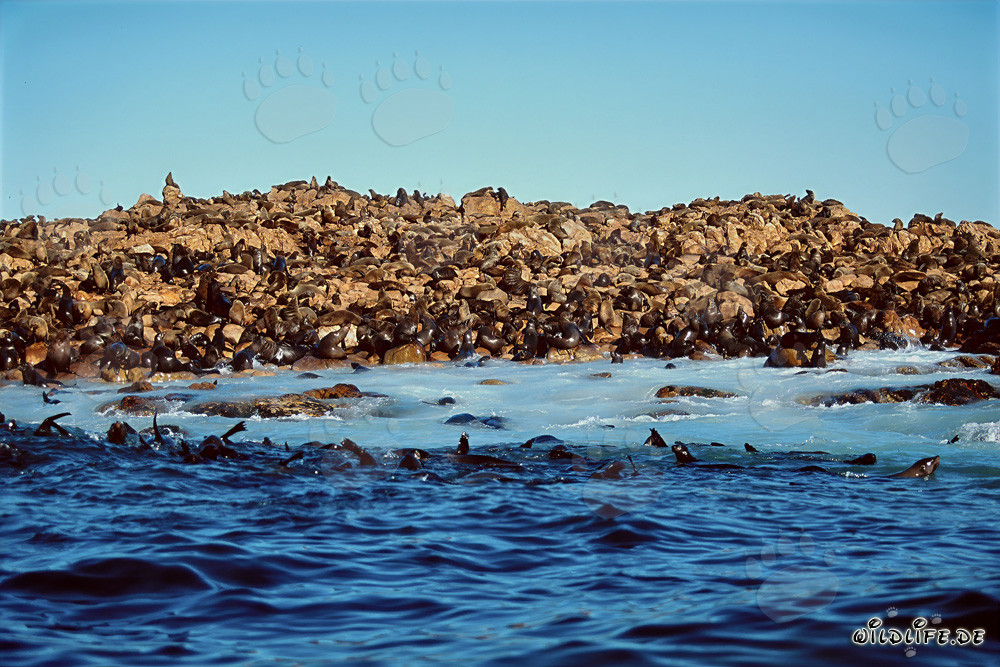 Otaries à fourrure d'Afrique du Sud sur Geyser Rock