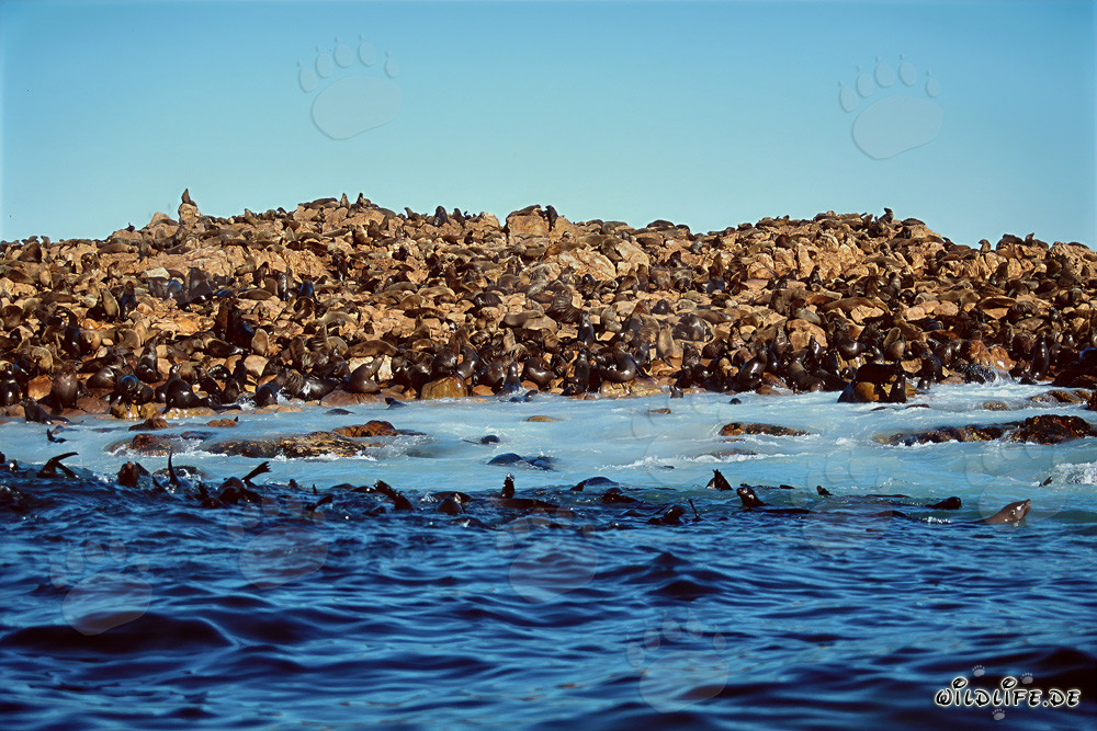 South African Fur Seals on Geyser Rock