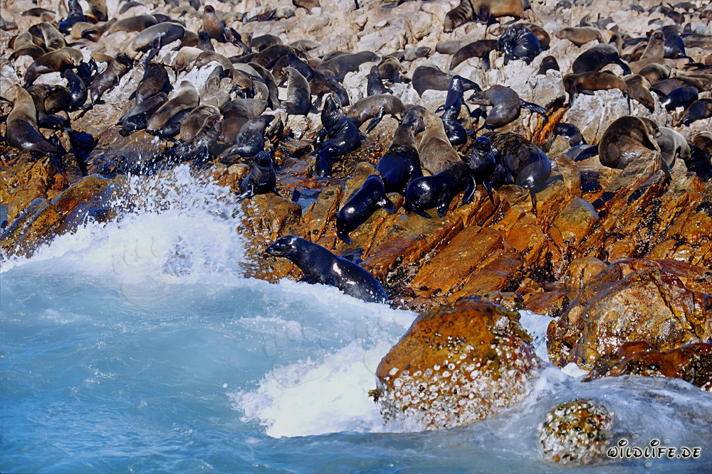 South African Fur Seals on Geyser Rock