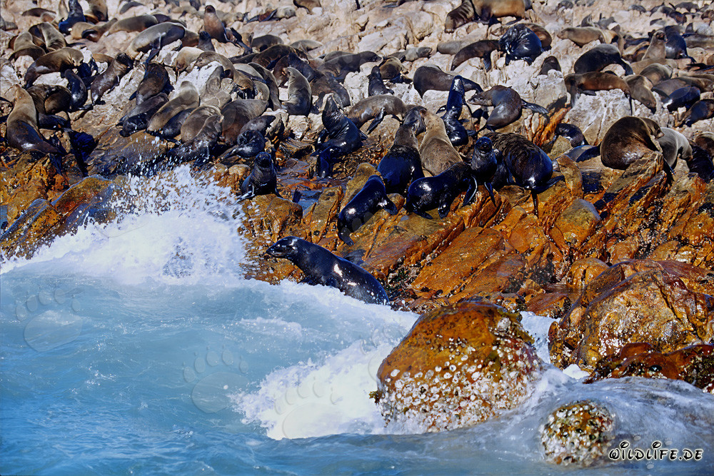 Otaries à fourrure sud-africaines sur Geyser Rock