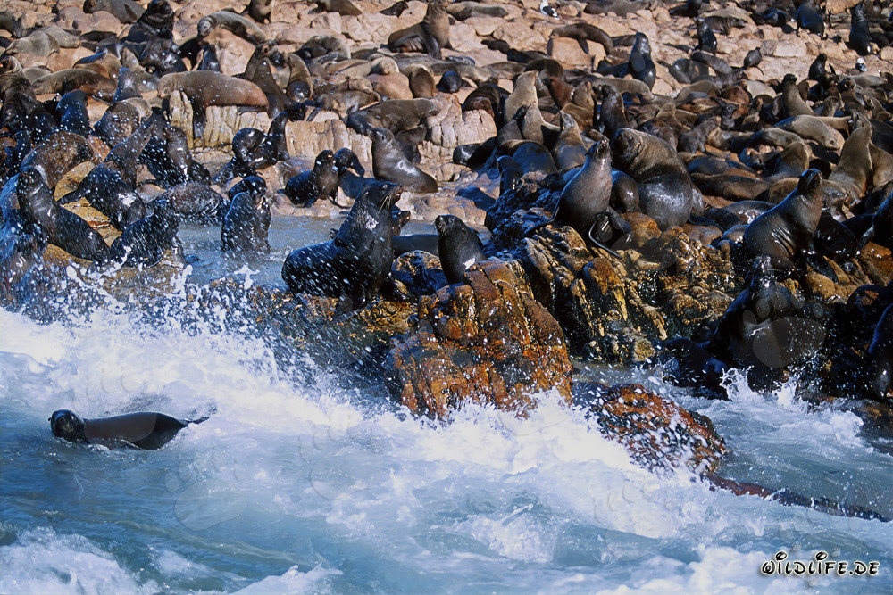 Focas de piel sudafricanas en la marejada