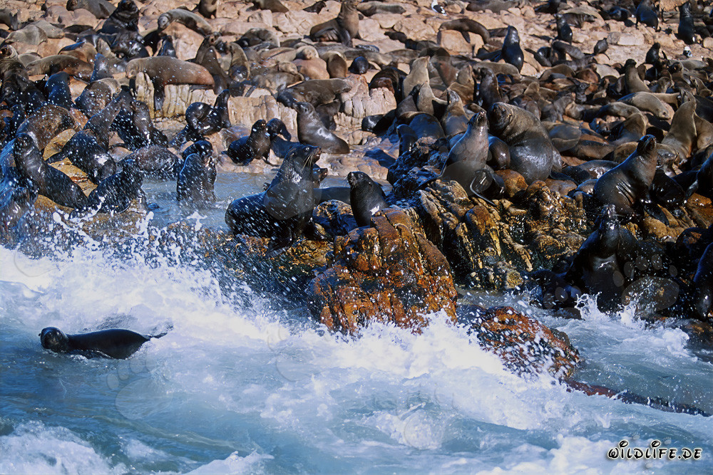 South African Fur Seals in the Surf