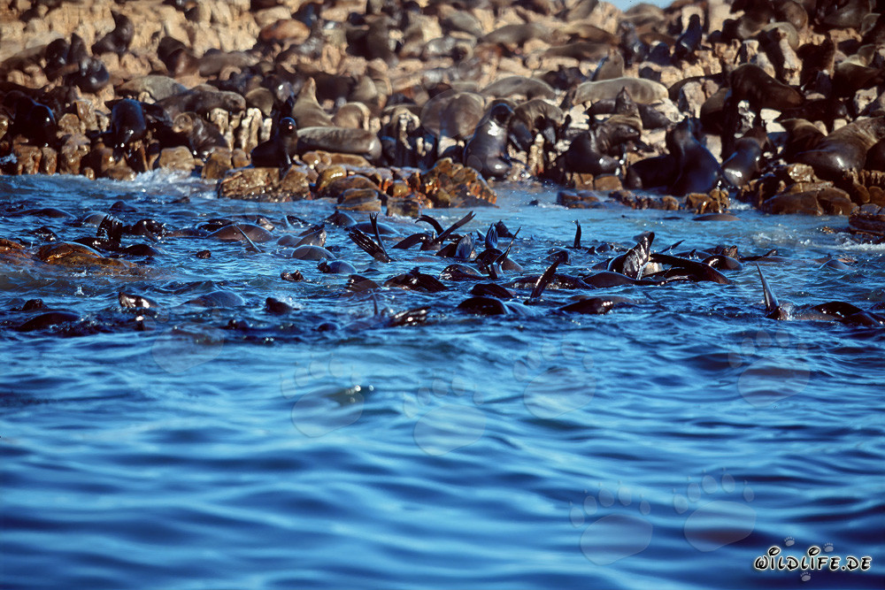 Focas sudafricanas de piel en Geyser Rock