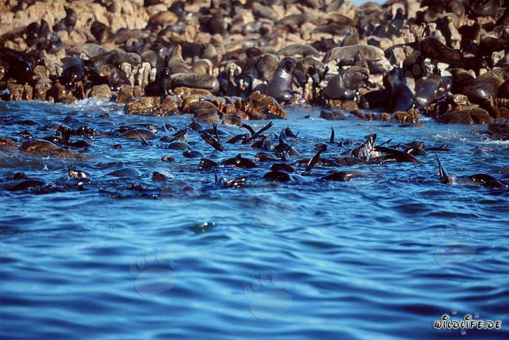 Otaries à fourrure sud-africaines sur Geyser Rock