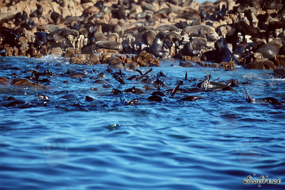 South African Fur Seals on Geyser Rock