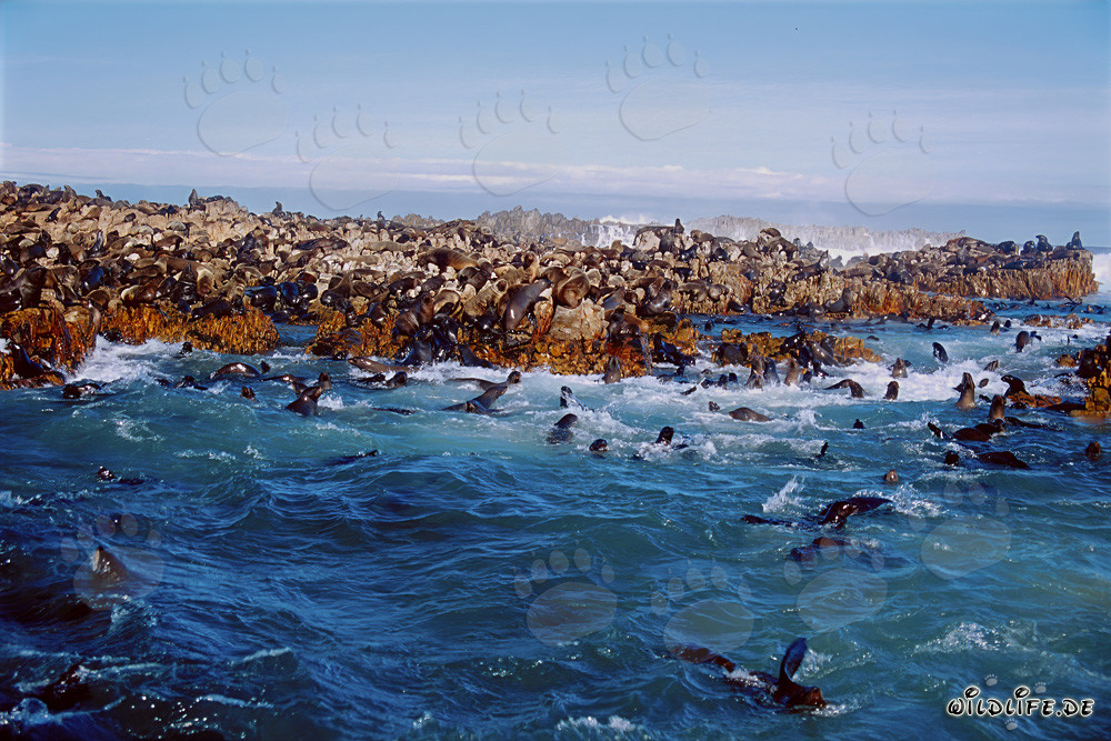 Fascinantes leones marinos en las olas tumultuosas frente a Gansbaai