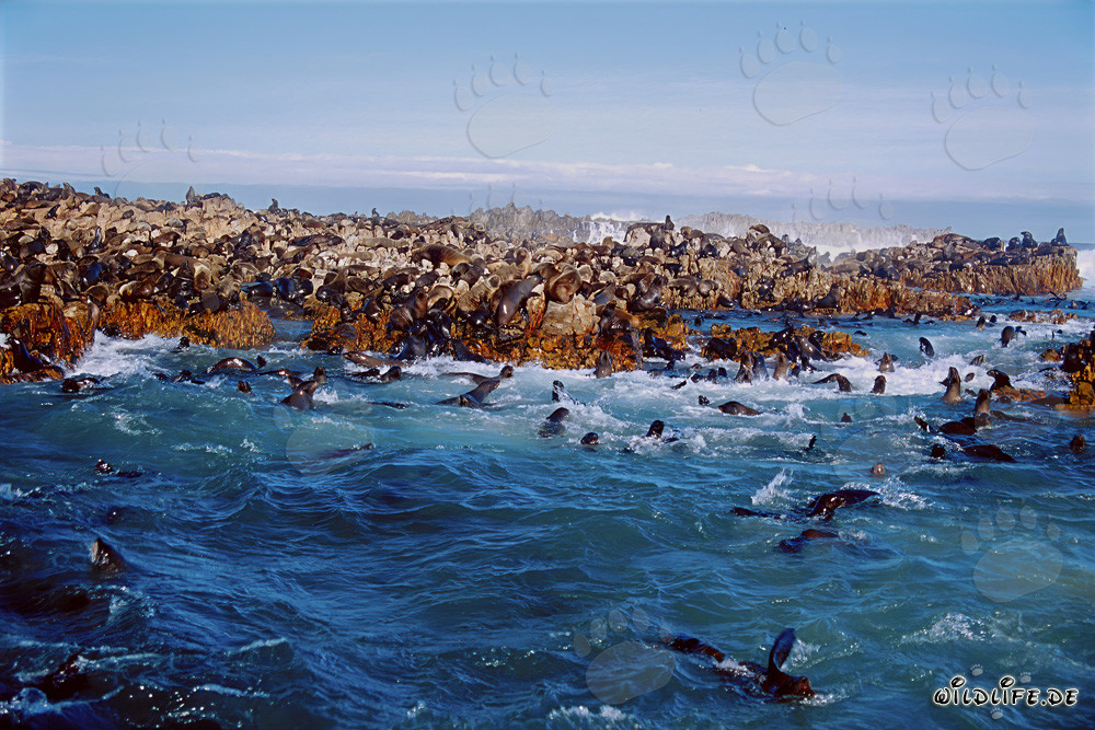 Phoques fascinants dans les vagues tumultueuses de Gansbaai