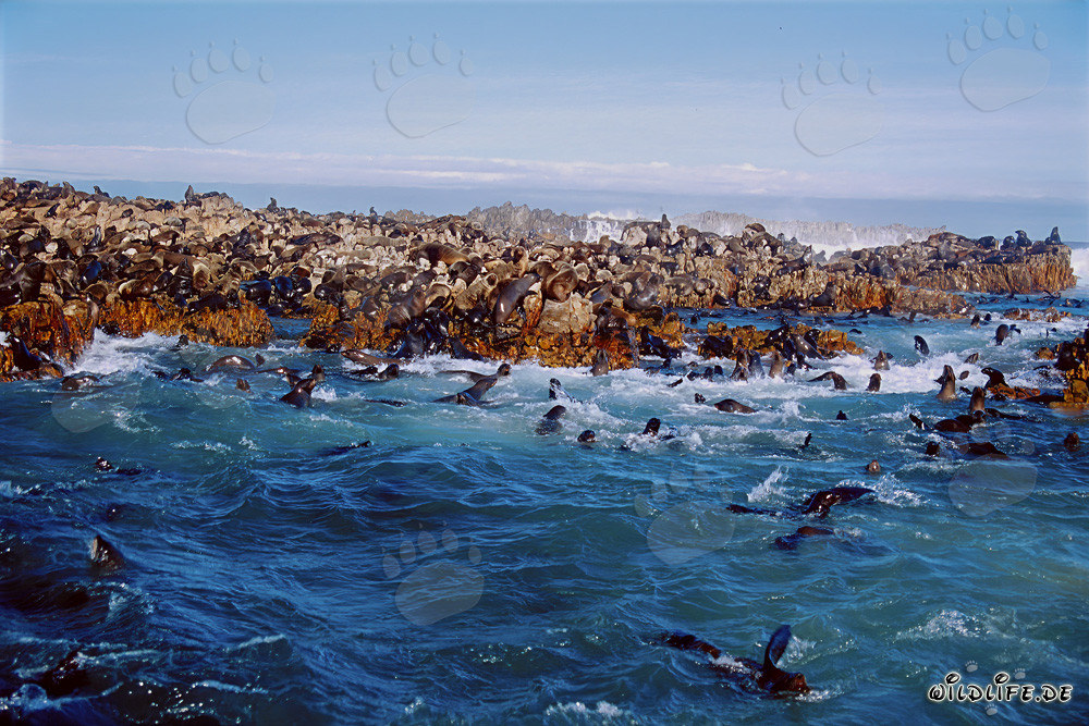 Fascinating seals in the roaring surf off Gansbaai