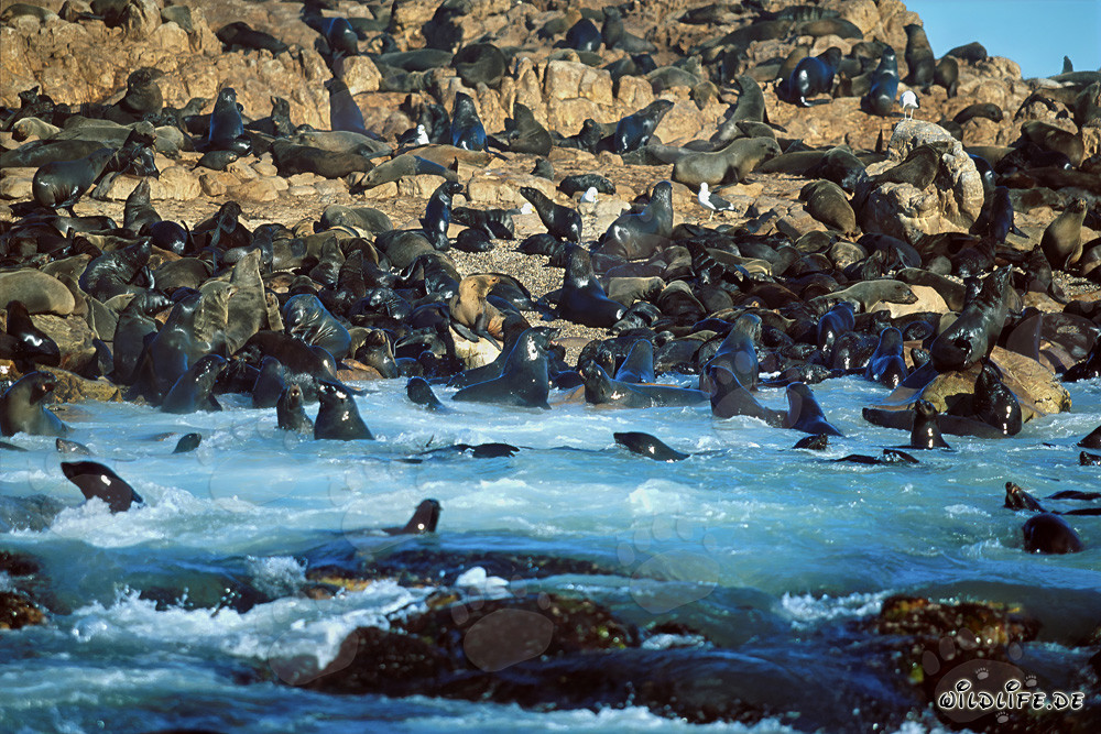 Focas de piel sudafricanas en las aguas agitadas