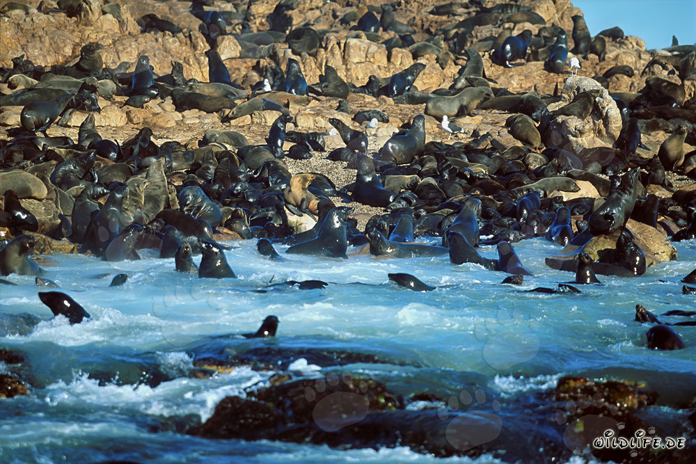 South African fur seals in the stormy surf