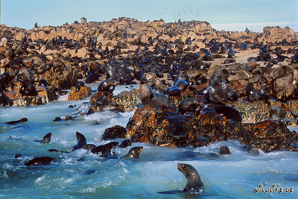 Foca sud-africana australiana su Geyser Rock