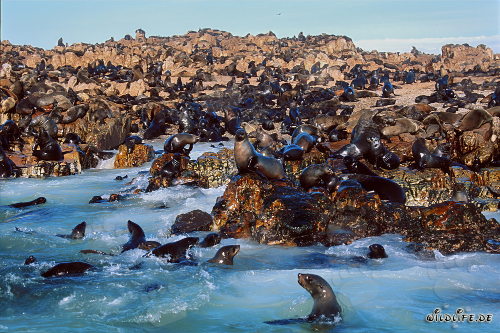 South African Fur Seals on Geyser Rock