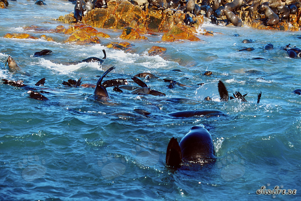 Otaries à fourrure sud-africaines dans la houle