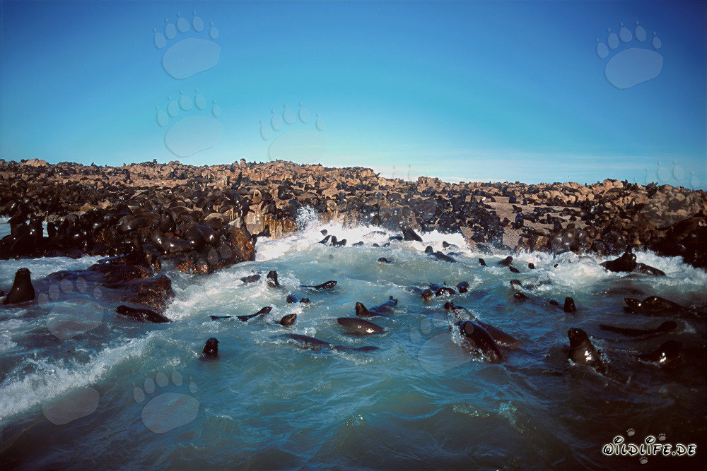 Otaries à fourrure d'Afrique du Sud dans les vagues