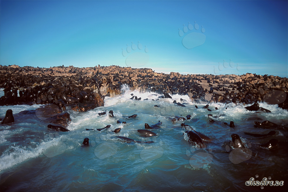 South African Fur Seals in the Waves