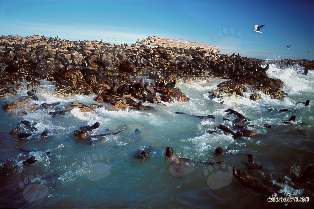 Juguetonas focas de piel en las olas del océano