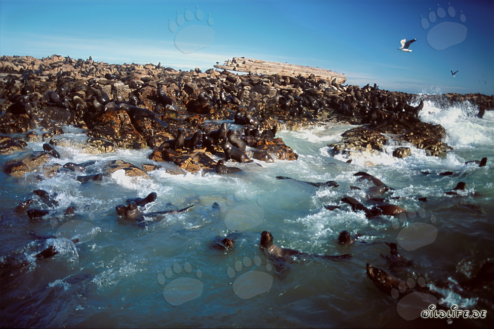 Giocose foche di pelliccia tra le onde dell'oceano