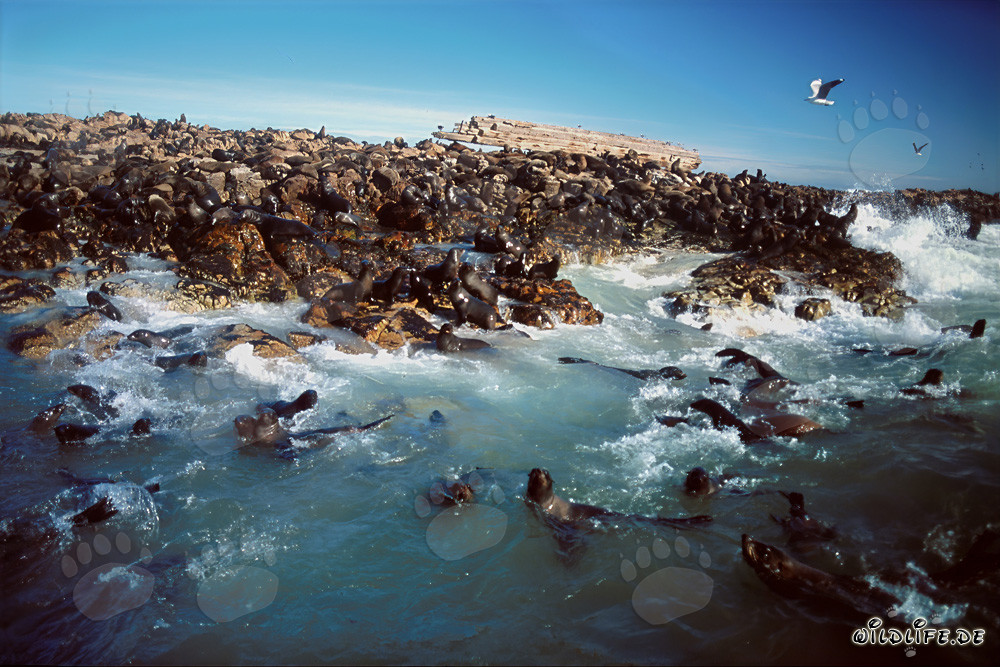 Joueurs d'otaries ludiques dans les vagues de l'océan