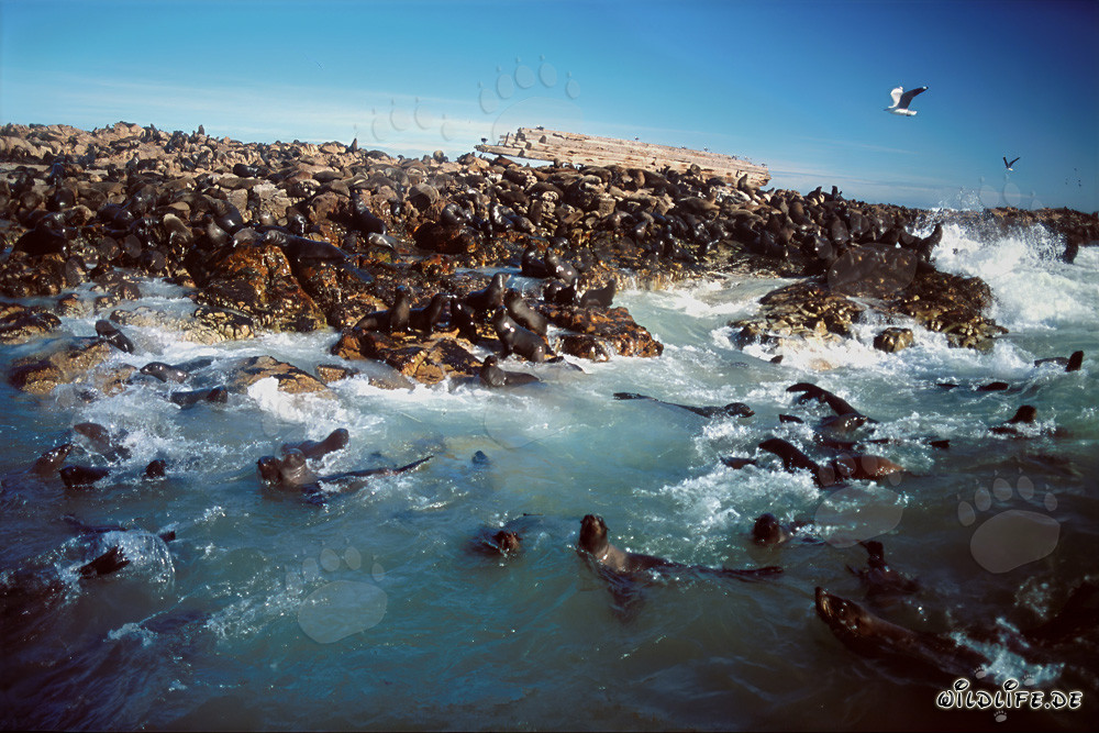 Playful seals in the ocean waves