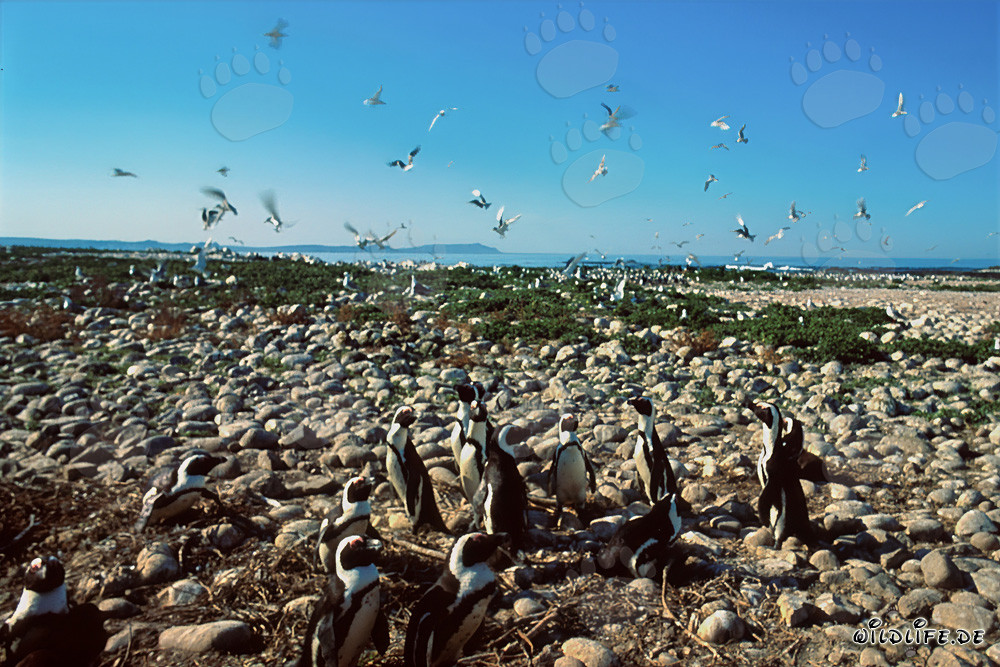African Penguin and Seabird colony on Dyer Island, South Africa